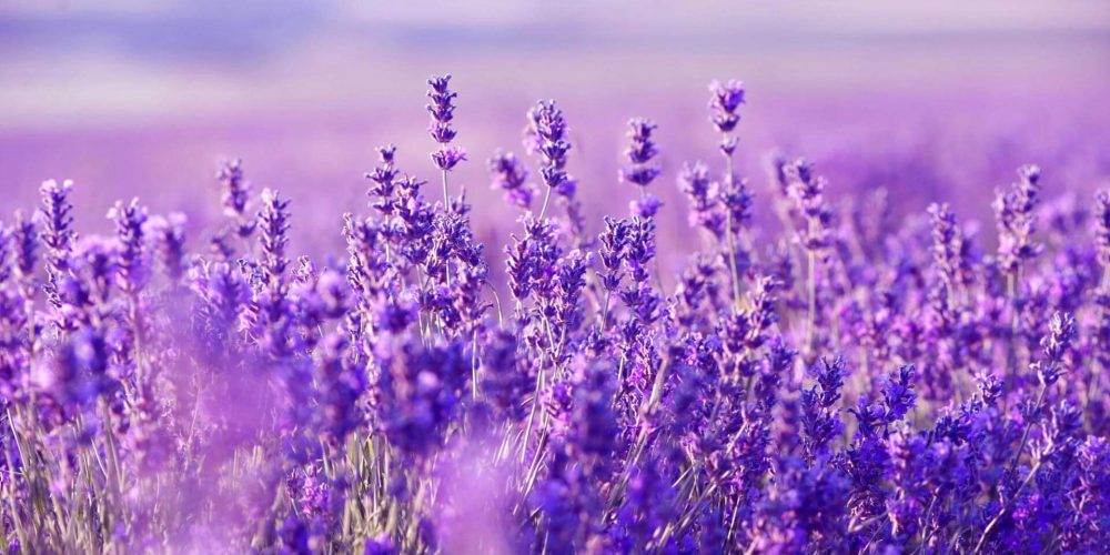lavanda